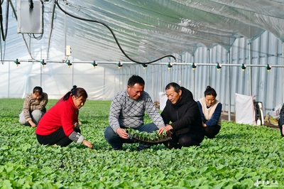 阜南田間煥新機 農技服務進大棚，科技賦能助振興