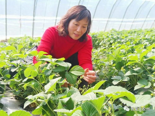 科技賦能田野，點亮現代農業新希望——專訪青島市農業技術推廣協會會長、九龍山合作社理事長李春花