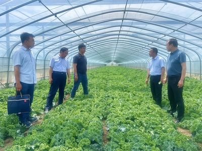 菜價上漲背后 技術推廣的瓶頸與農民的增收困境